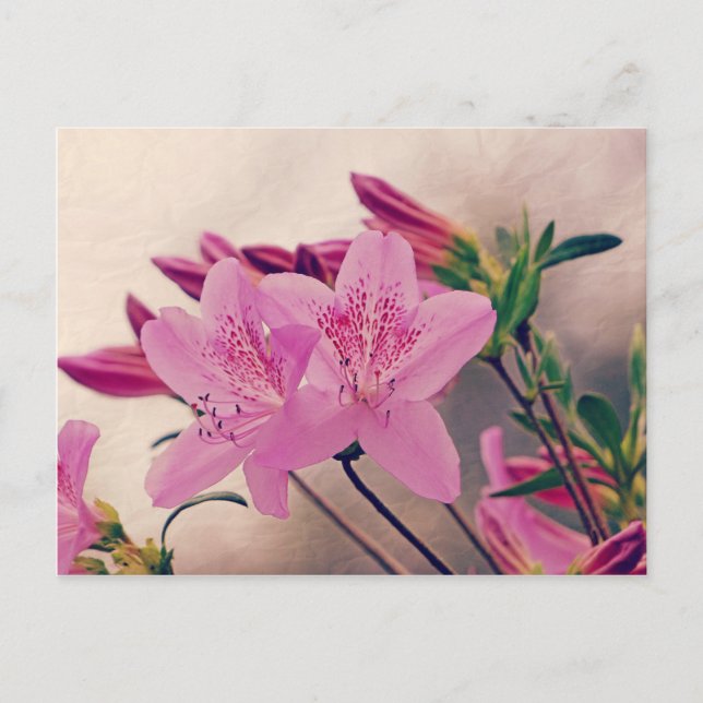Postal Azaleas (Anverso)