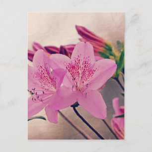 Postal Azaleas