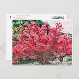 Postal Azaleas at Mount Katsuragi ポストカード