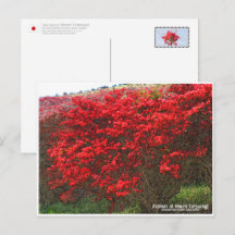 Azaleas at Mount Katsuragi ポストカード