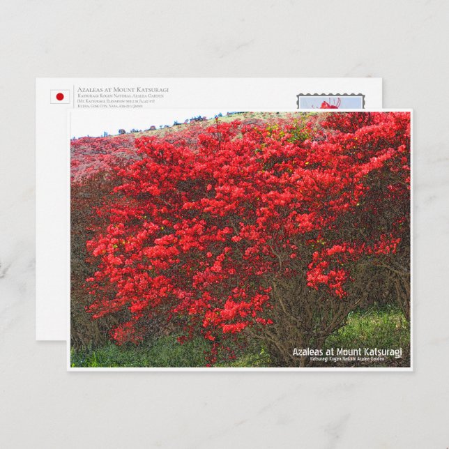 Postal Azaleas at Mount Katsuragi ポストカード (Anverso / Reverso)