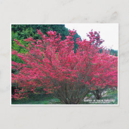 Postal Azaleas at Mount Katsuragi ポストカード