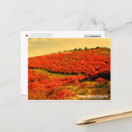 Postal Azaleas at Mount Katsuragi ポストカード