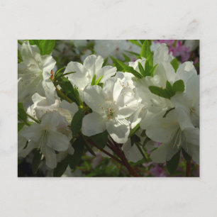 Postal Azaleas blancas iluminadas por el sol Hermosas flo