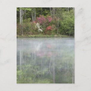 Postal Azaleas reflejándose en un estanque durante tempra