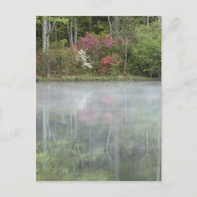 Postal Azaleas reflejándose en un estanque durante tempra (Anverso)