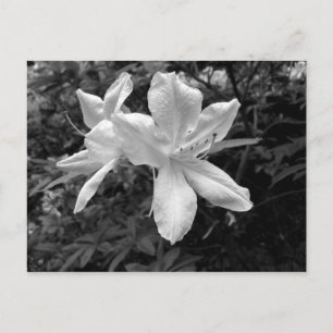 Postal Azaleas / Rhododendros en B&W