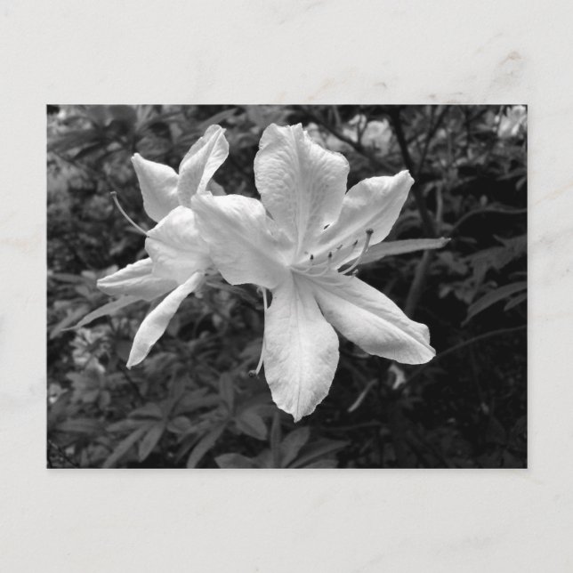 Postal Azaleas / Rhododendros en B&W (Anverso)