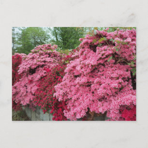 Postal Azaleas Rojo y Rosa