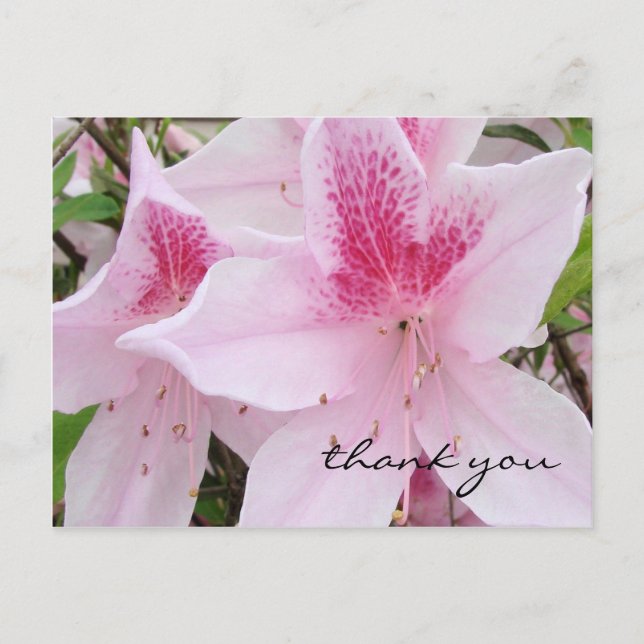 Postal Azaleas rosa suave - Gracias Postcard (Anverso)