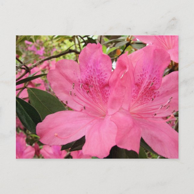 Postal Azaleas rosadas calientes (Anverso)