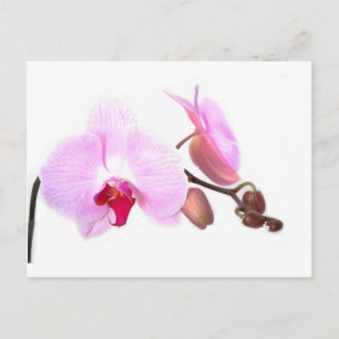 Postal Aziza Orchid Blossoms