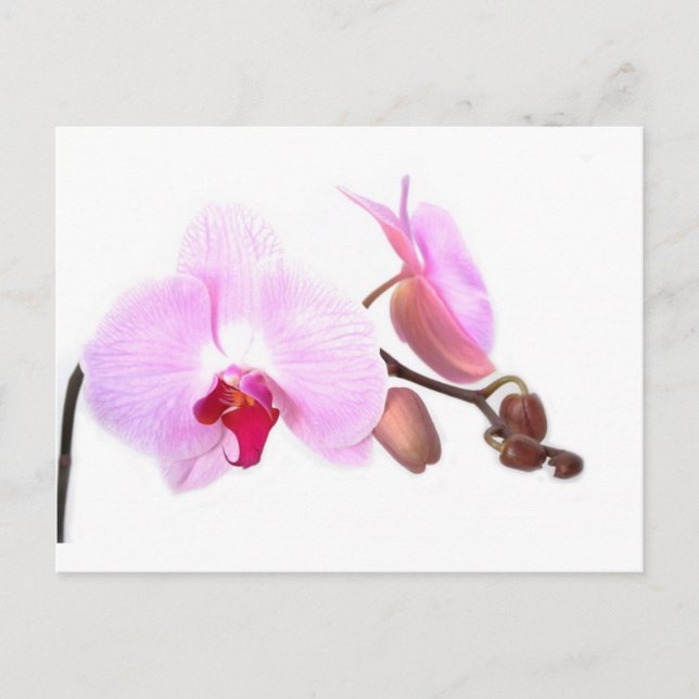 Postal Aziza Orchid Blossoms (Anverso)