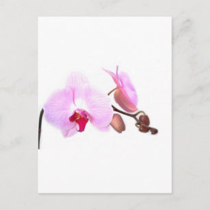 Postal Aziza Orchid Blossoms