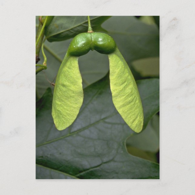 Postal Azúcar de arce (acer saccharum) (Anverso)