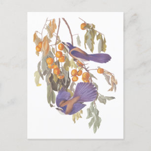 Postal Azul Arrendajo de Matorral de Florida Audubon Pája
