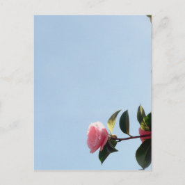 Postal Azul azul de las flores rosadas de Camellia