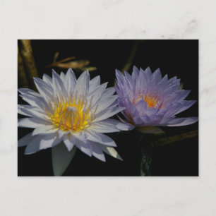 Postal azul blanco y morado de Lotus