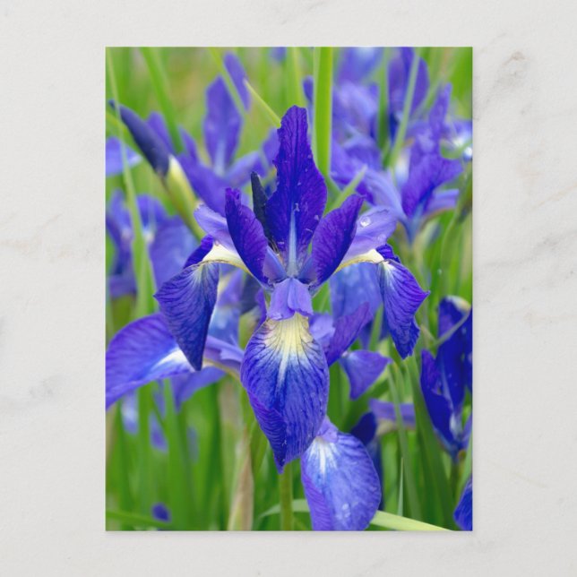 Postal azul brillante con flores de iris (Anverso)