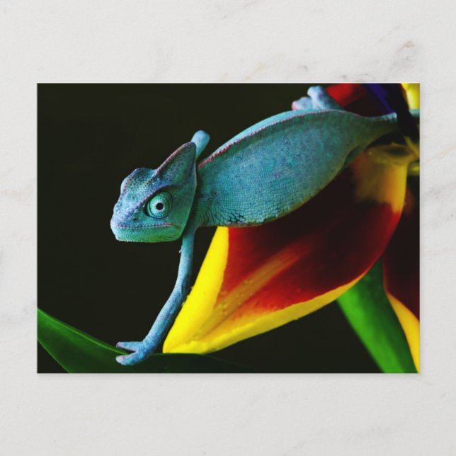 Postal Azul Chameleon