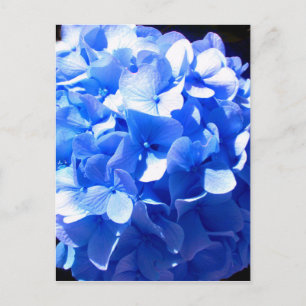 Postal Azul cobalto flores elegantes hortensias azules