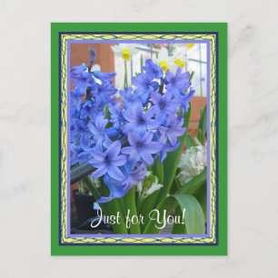Postal Azul de Hyacinth