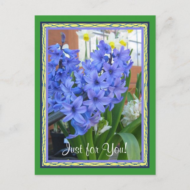 Postal Azul de Hyacinth (Anverso)