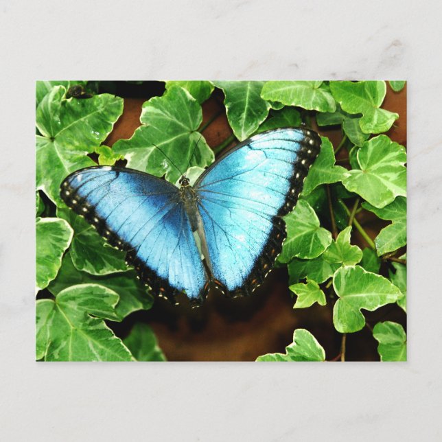 Postal azul de Morpho (Anverso)