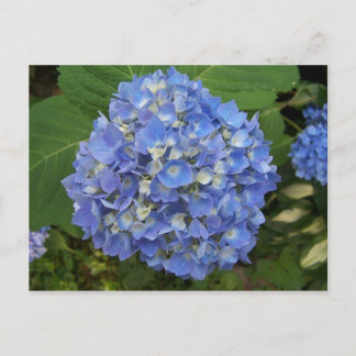 Postal Azul-Hydrangea