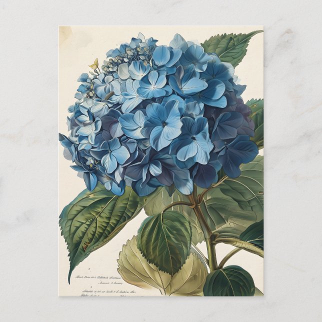 Postal Azul Hydrangea Vintage (Anverso)