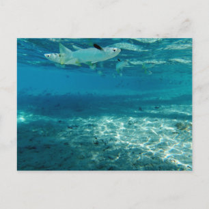 Postal Azul infinito