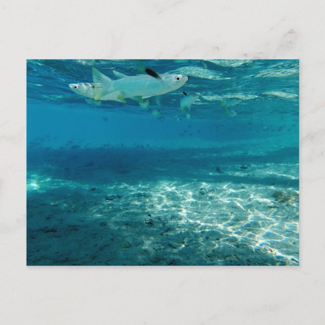 Postal Azul infinito (Anverso)