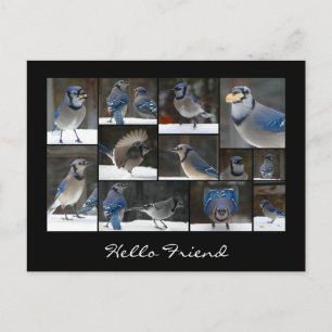 Postal azul Jay Collage