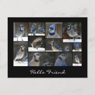 Postal azul Jay Collage