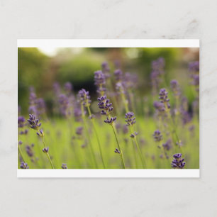 Postal azul lavanda