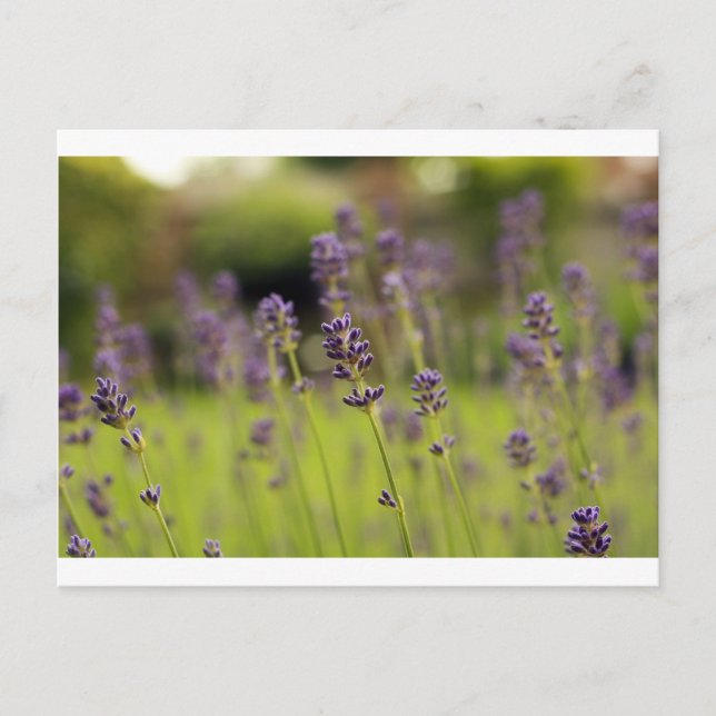 Postal azul lavanda (Anverso)