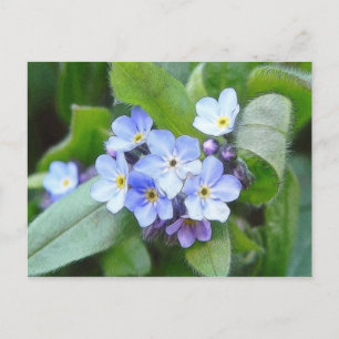 Postal Azul Olvídame No Flores