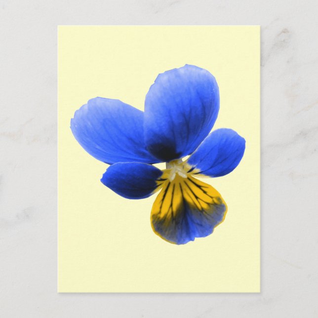 Postal azul Pansy (Anverso)