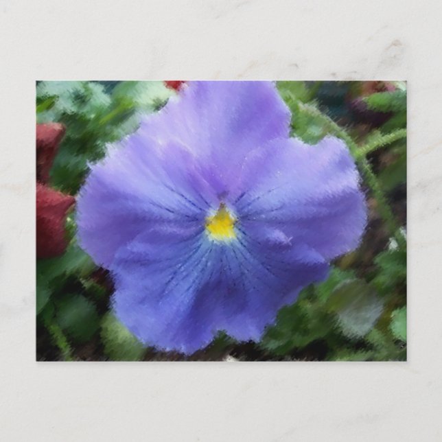 Postal azul Pansy (Anverso)