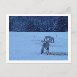 Postal azul para caballos de invierno