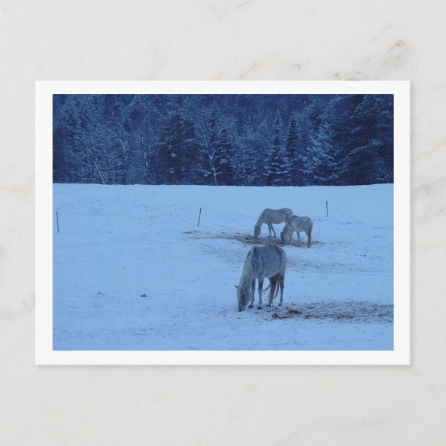 Postal azul para caballos de invierno (Anverso)
