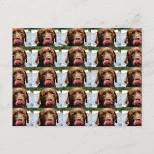 Postal Azulejos de Chocolate Labrador Retriever BG