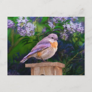 Postal Azulillo Oriental en Nieve - Fotografía Original