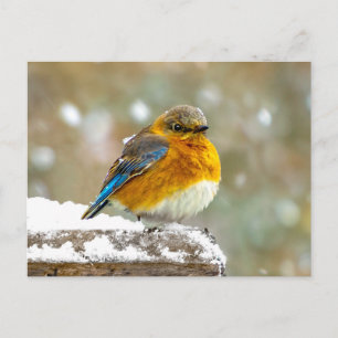 Postal Azulillo Oriental en Nieve - Fotografía Original