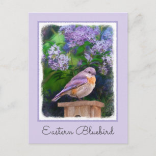 Postal Azulito Oriental en la Nieve - Fotografía Original