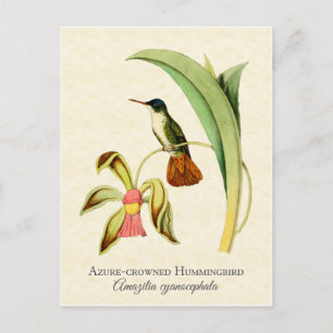 Postal Azure Crowed Hummingbird Vintage Art