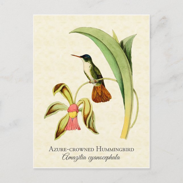 Postal Azure Crowed Hummingbird Vintage Art (Anverso)