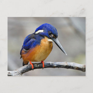 Postal Azure Kingfisher Bird
