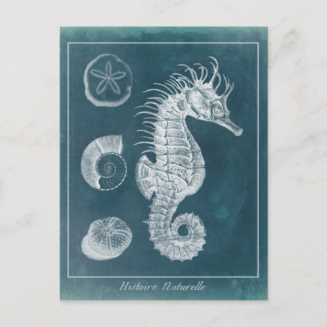 Postal Azure Seahorse Study I (Anverso)