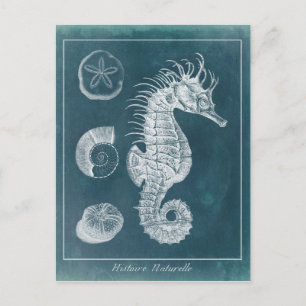 Postal Azure Seahorse Study I